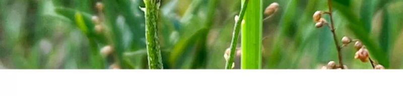 沙打旺种子多年生牧草籽四季常青果园绿肥防沙固土护坡绿化草