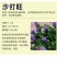 沙打旺种子多年生牧草籽四季常青果园绿肥防沙固土护坡绿化草
