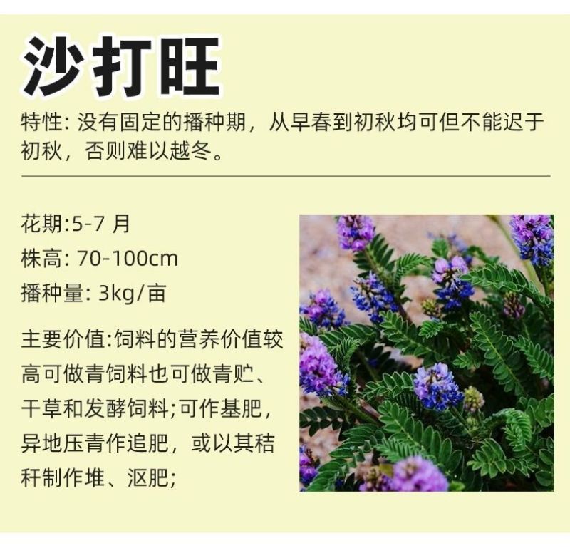 沙打旺种子多年生牧草籽四季常青果园绿肥防沙固土护坡绿化草