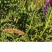 沙打旺种子多年生牧草籽四季常青果园绿肥防沙固土护坡绿化草