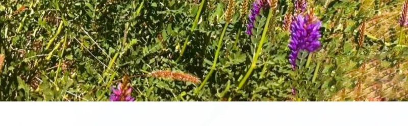 沙打旺种子多年生牧草籽四季常青果园绿肥防沙固土护坡绿化草