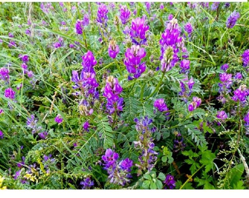 沙打旺种子多年生牧草籽四季常青果园绿肥防沙固土护坡绿化草