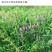 沙打旺种子多年生牧草籽四季常青果园绿肥防沙固土护坡绿化草