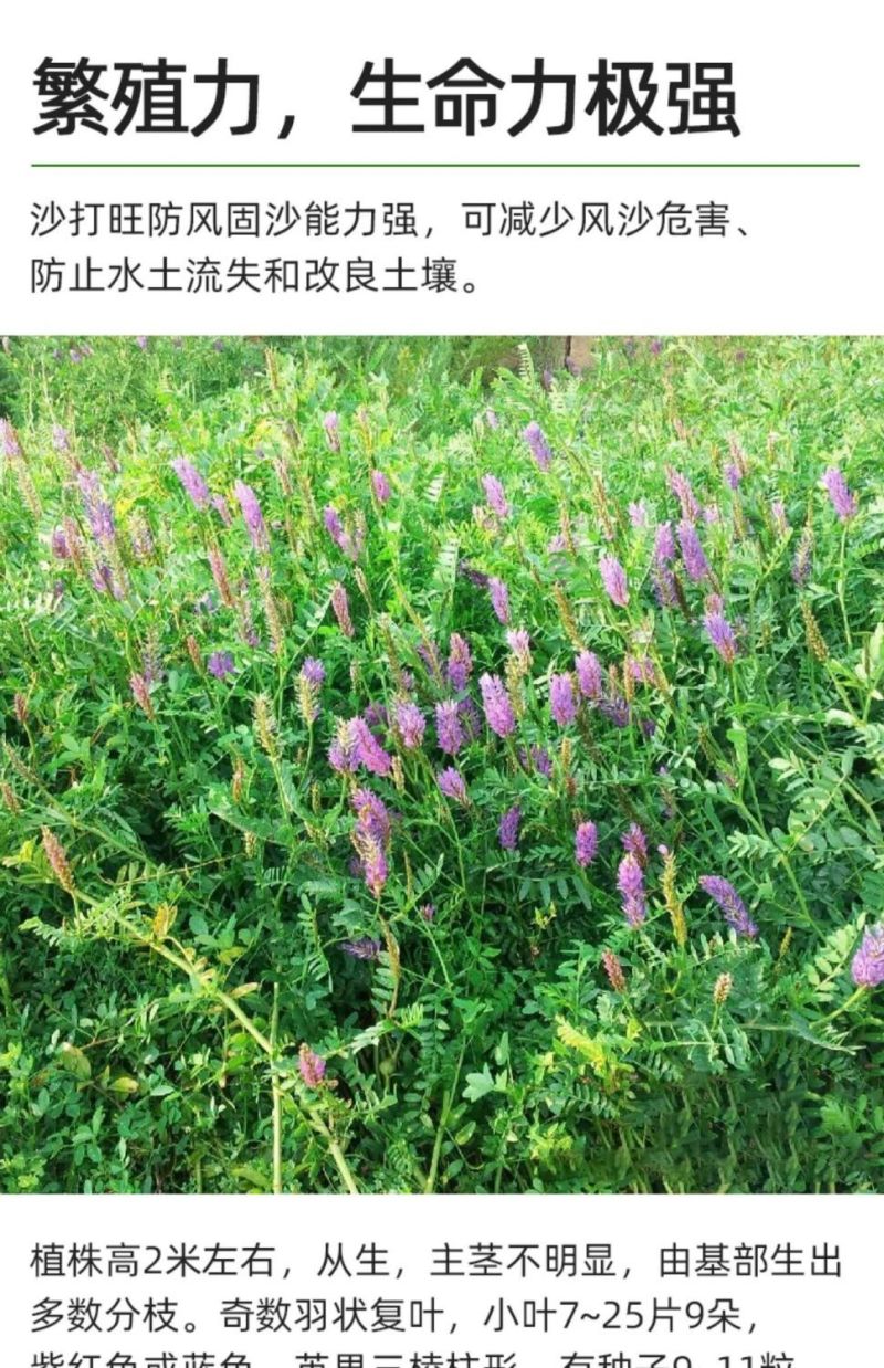 沙打旺种子多年生牧草籽四季常青果园绿肥防沙固土护坡绿化草