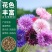 矢车菊花卉厂家直销价格美丽多年生花海种子