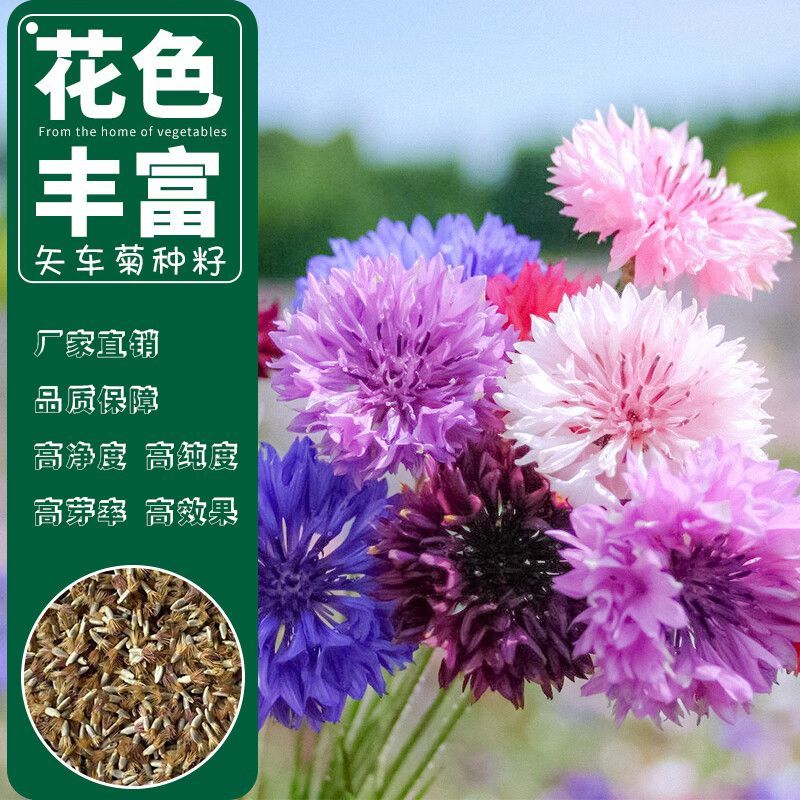 矢车菊花卉厂家直销价格美丽多年生花海种子