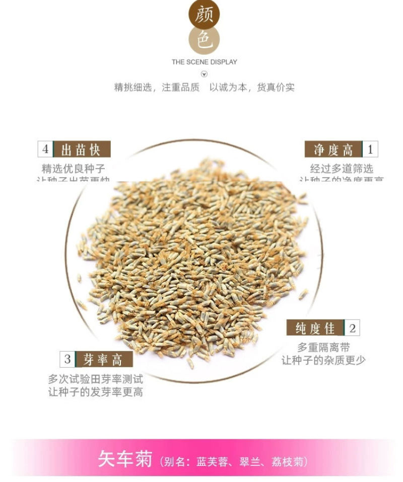 矢车菊花卉厂家直销价格美丽多年生花海种子