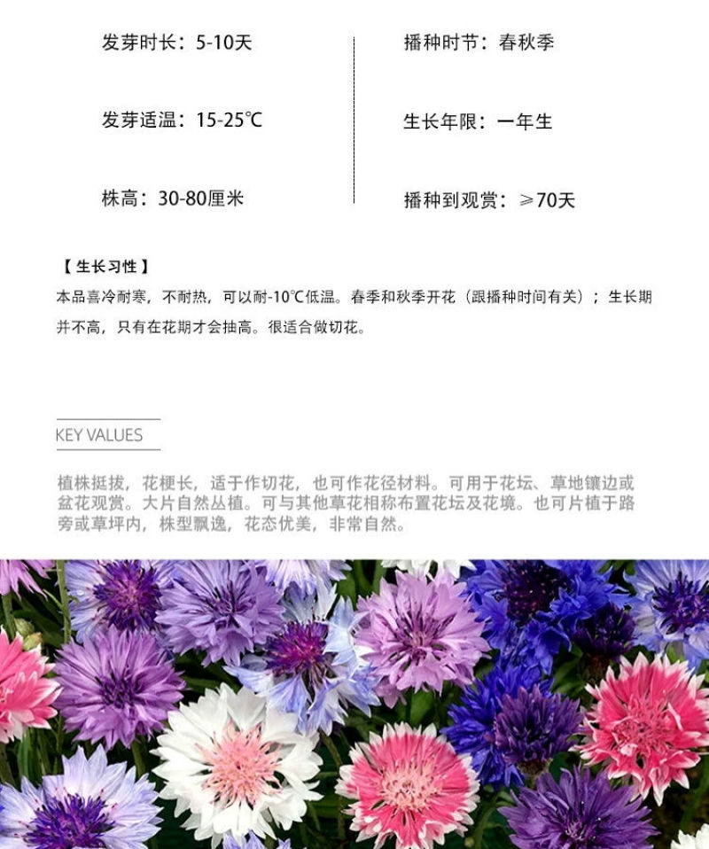 矢车菊花卉厂家直销价格美丽多年生花海种子