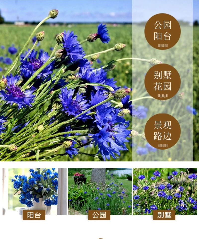 矢车菊花卉厂家直销价格美丽多年生花海种子