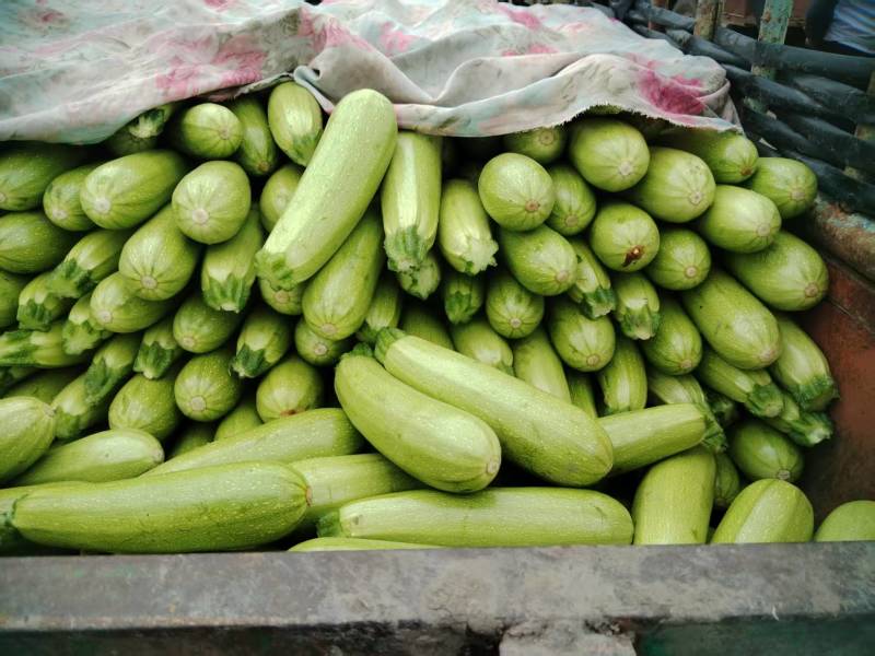 张北精品西葫芦产地直发品质好颜色绿对接市场商超