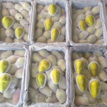 精品香蕉梨大量有货太婆梨伏巴梨量大从优