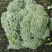 精品西蓝花产地直发质量保证货源充足量大从优