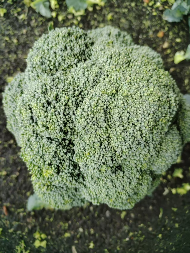 精品西蓝花产地直发质量保证货源充足量大从优