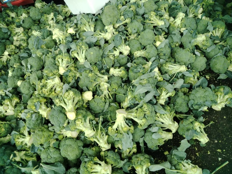 精品西蓝花产地直发质量保证货源充足量大从优