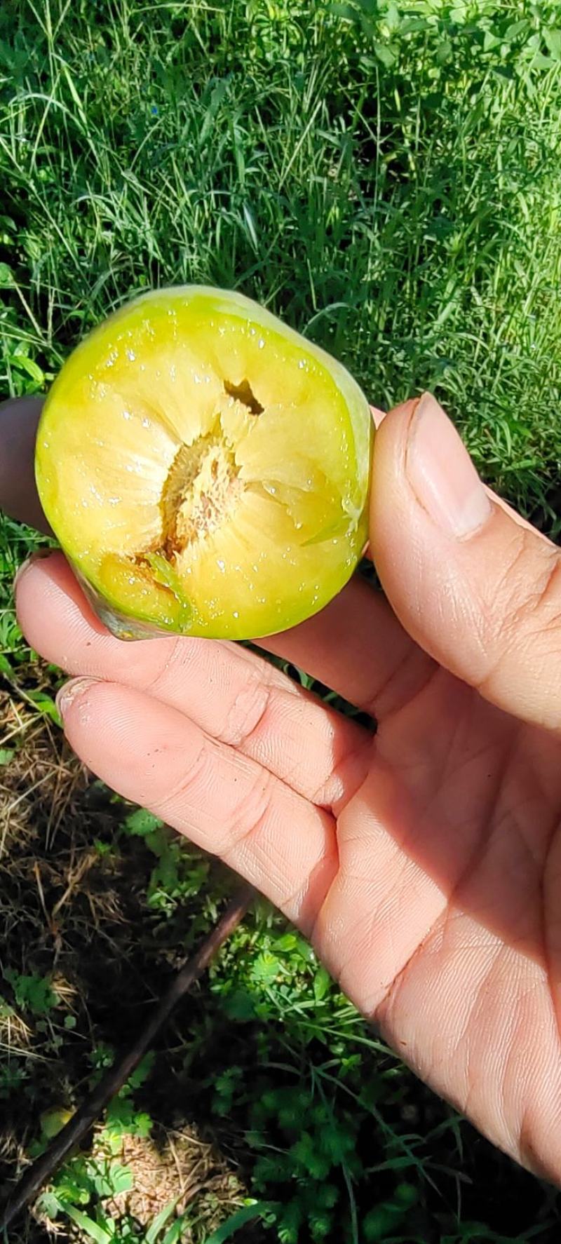 青脆李脱骨李(巨进一号)脆甜可口江西南丰产地