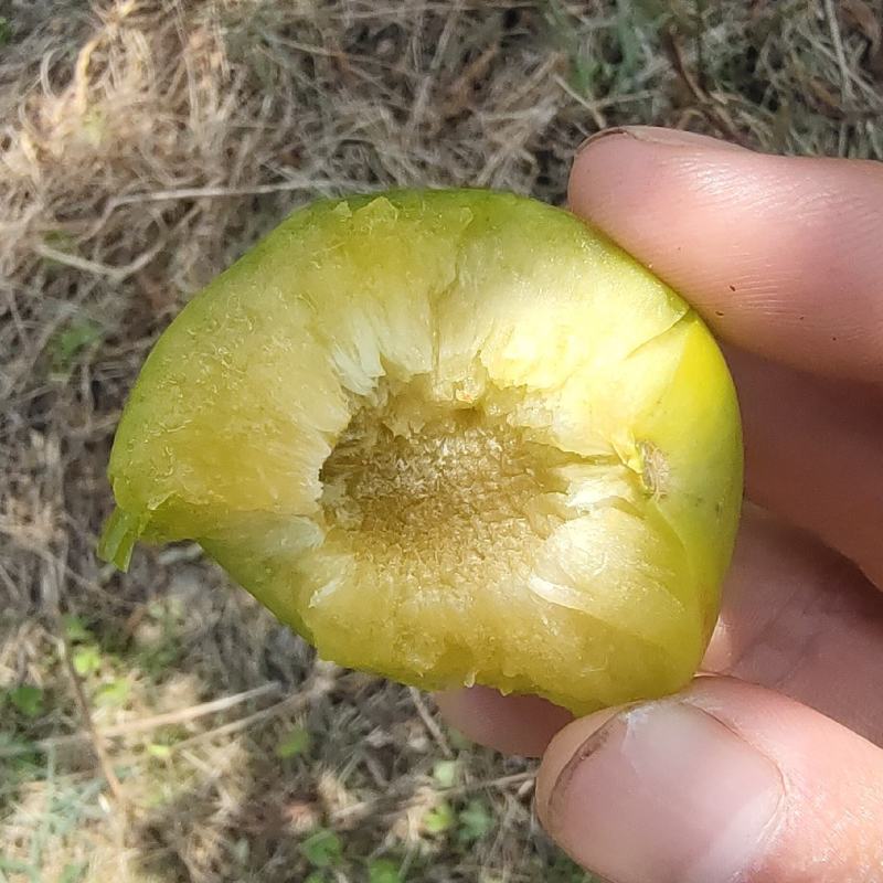 青脆李脱骨李(巨进一号)脆甜可口江西南丰产地