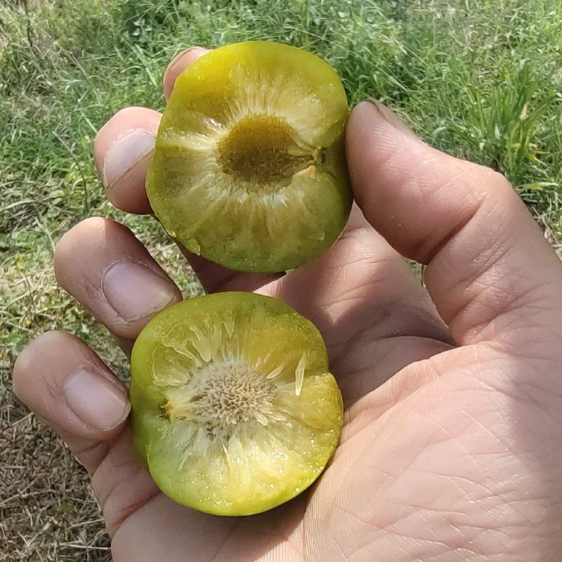 青脆李脱骨李(巨进一号)脆甜可口江西南丰产地