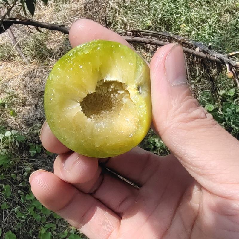 青脆李脱骨李(巨进一号)脆甜可口江西南丰产地