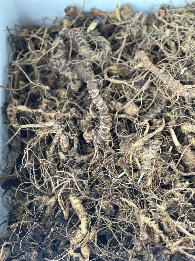竹节参，可供全国，可视频，可现场看
