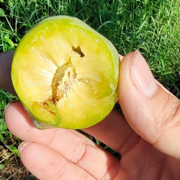 青脆李脱骨李(巨进一号)脆甜可口江西南丰产地