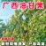 《余甘果》牛柑果/油柑果/广西余甘果/产地货源/全国供应