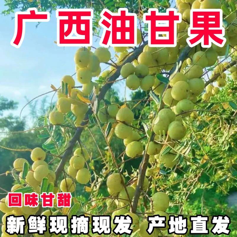 《余甘果》牛柑果/油柑果/广西余甘果/产地货源/全国供应
