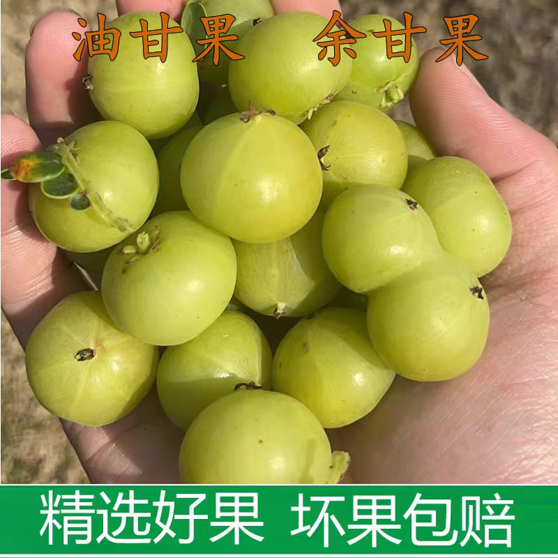 《余甘果》牛柑果/油柑果/广西余甘果/产地货源/全国供应