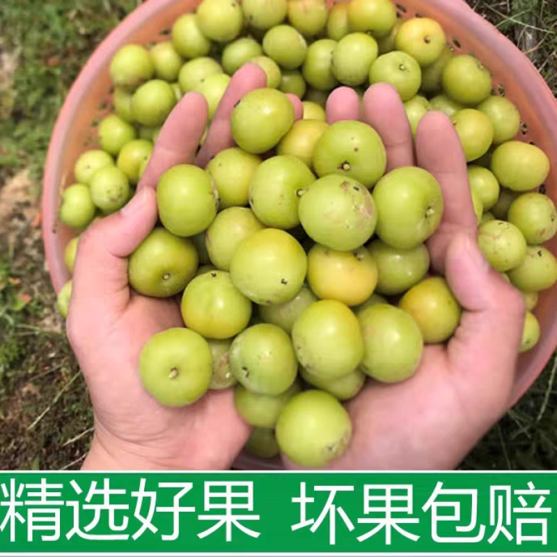 《余甘果》牛柑果/油柑果/广西余甘果/产地货源/全国供应