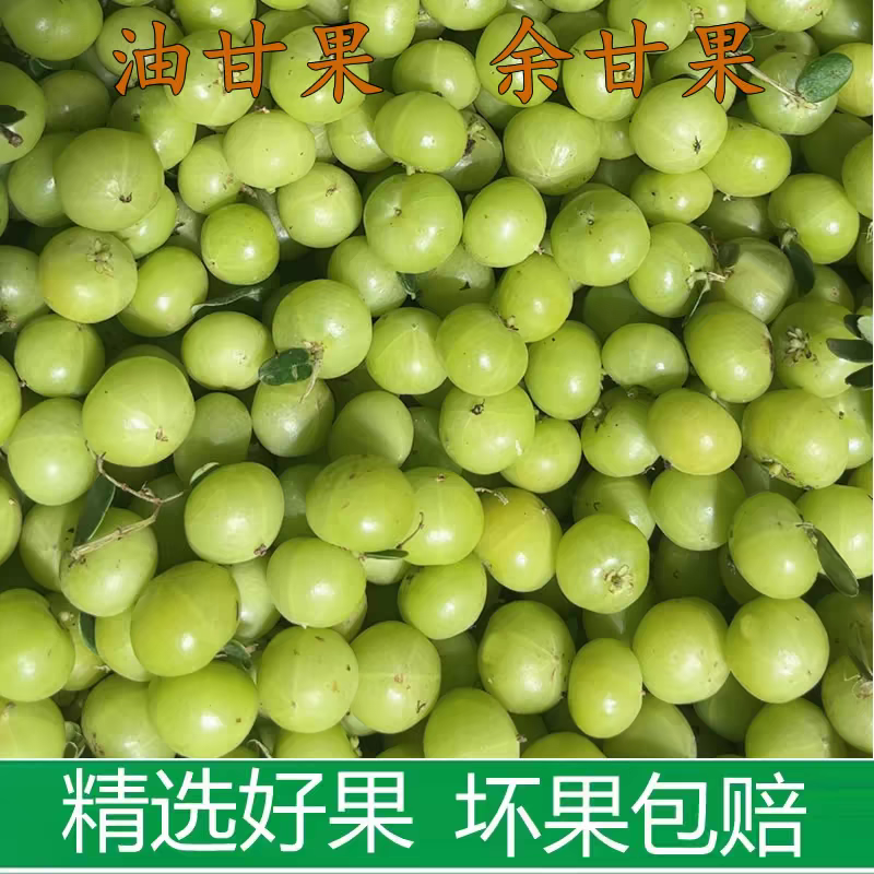 《余甘果》牛柑果/油柑果/广西余甘果/产地货源/全国供应