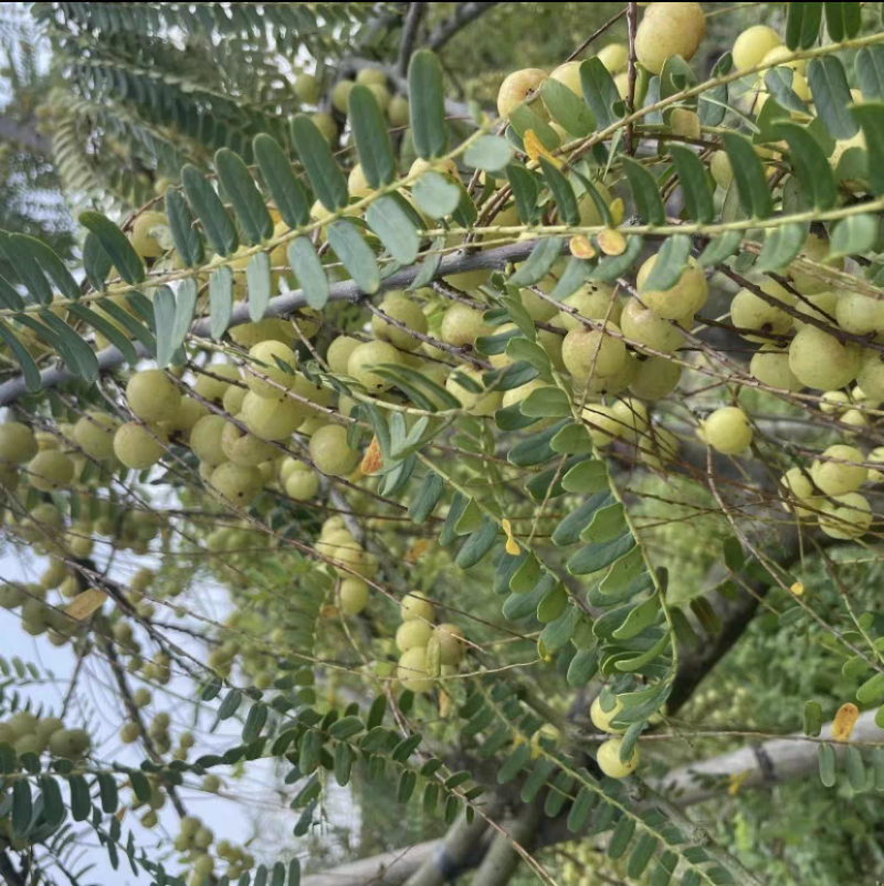 《余甘果》牛柑果/油柑果/广西余甘果/产地货源/全国供应