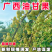 《余甘果》牛柑果/油柑果/广西余甘果/产地货源/全国供应