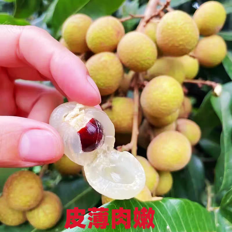 《石峡龙眼》储良龙眼/广西龙眼/产地货源/保质保量批发
