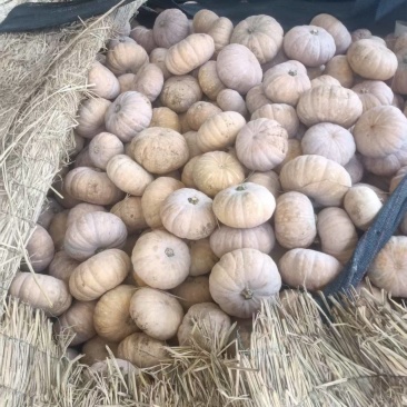 盘龙204南瓜