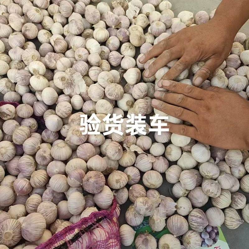3.5公分独蒜