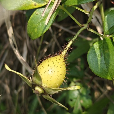 贵州高山野生金樱子