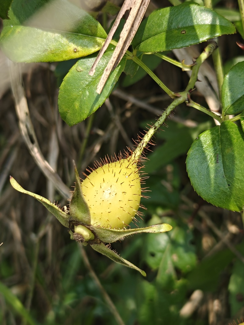 贵州高山野生金樱子