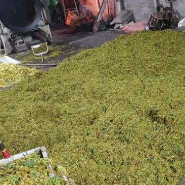 山银花，产地直供货源充足，对接批发采购商超等