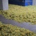 山银花，产地直供货源充足，对接批发采购商超等
