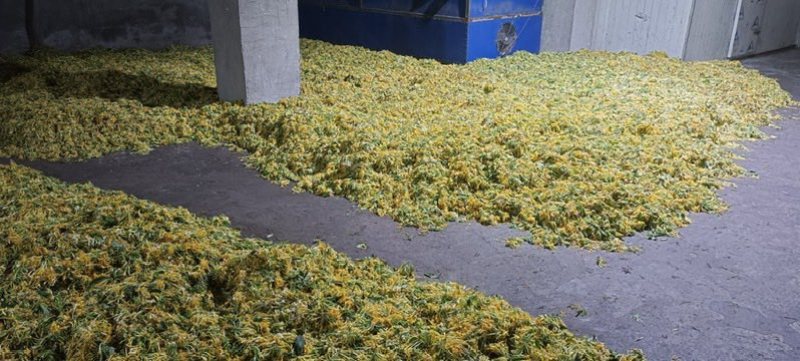 山银花，产地直供货源充足，对接批发采购商超等