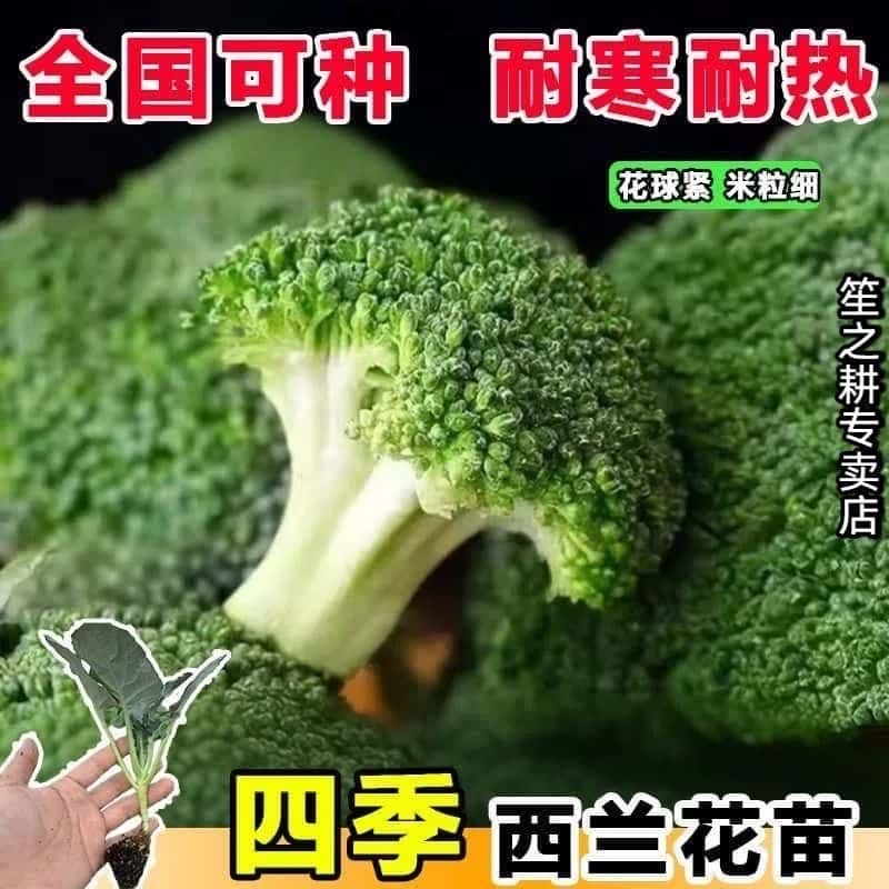 【四季西蓝花苗】西兰花穴盘苗，家庭种植，随吃随摘
