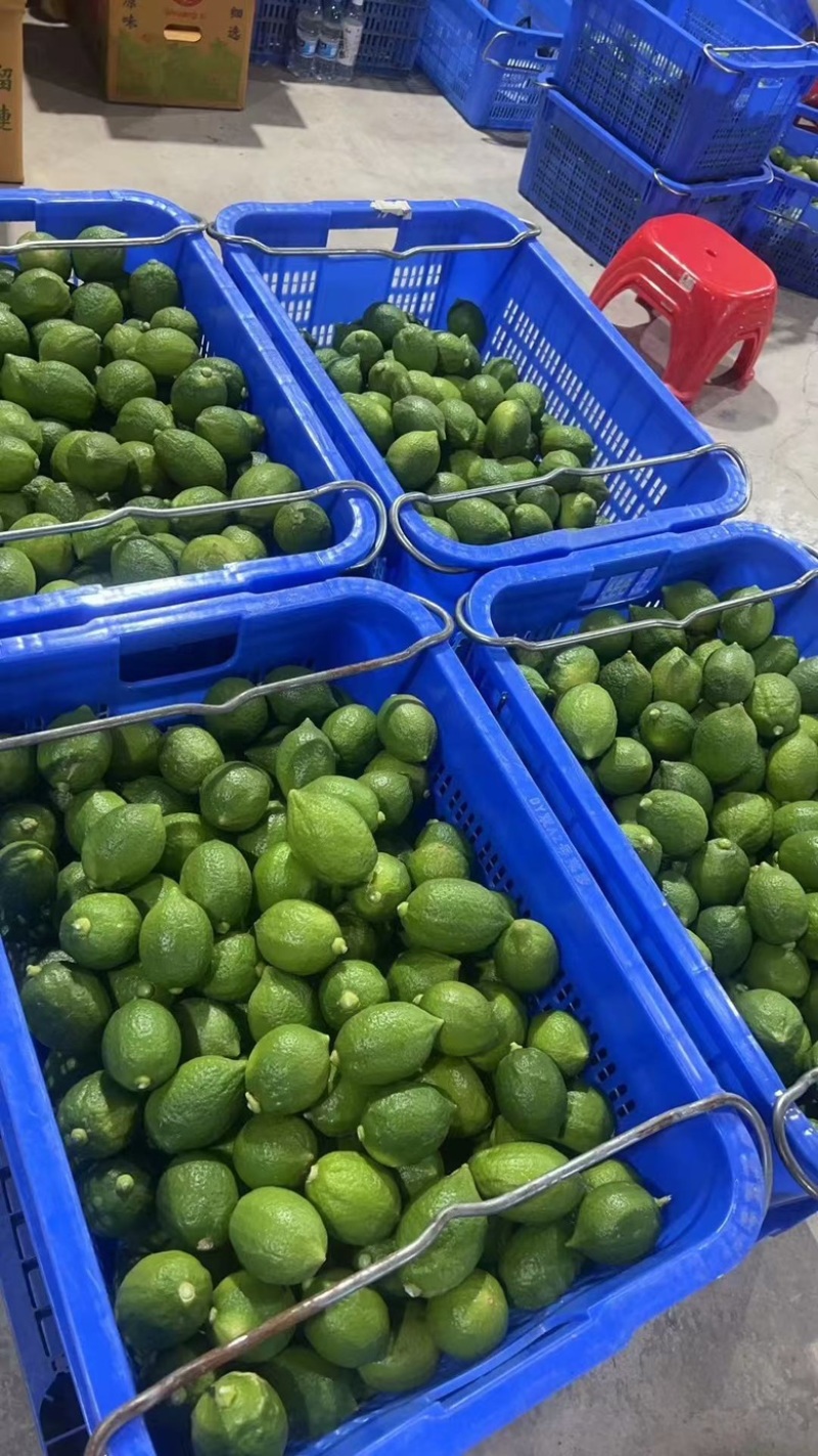 广东香水柠檬二级果