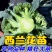 【四季西蓝花苗】西兰花穴盘苗，家庭种植，随吃随摘