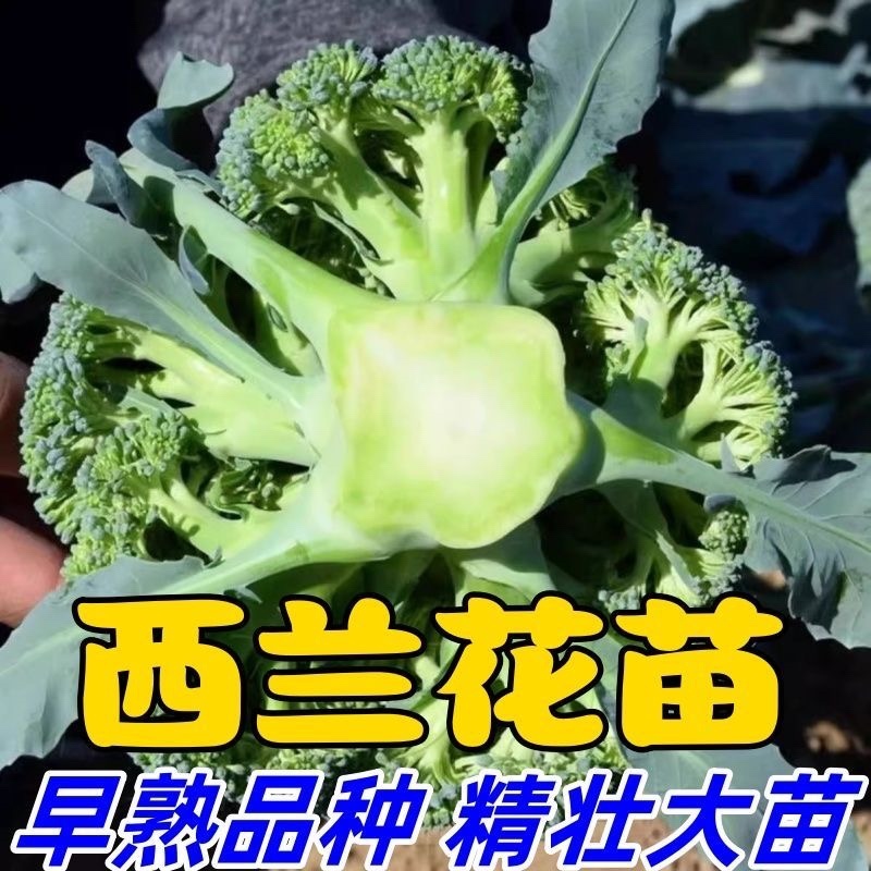 【四季西蓝花苗】西兰花穴盘苗，家庭种植，随吃随摘