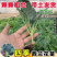【四季西蓝花苗】西兰花穴盘苗，家庭种植，随吃随摘