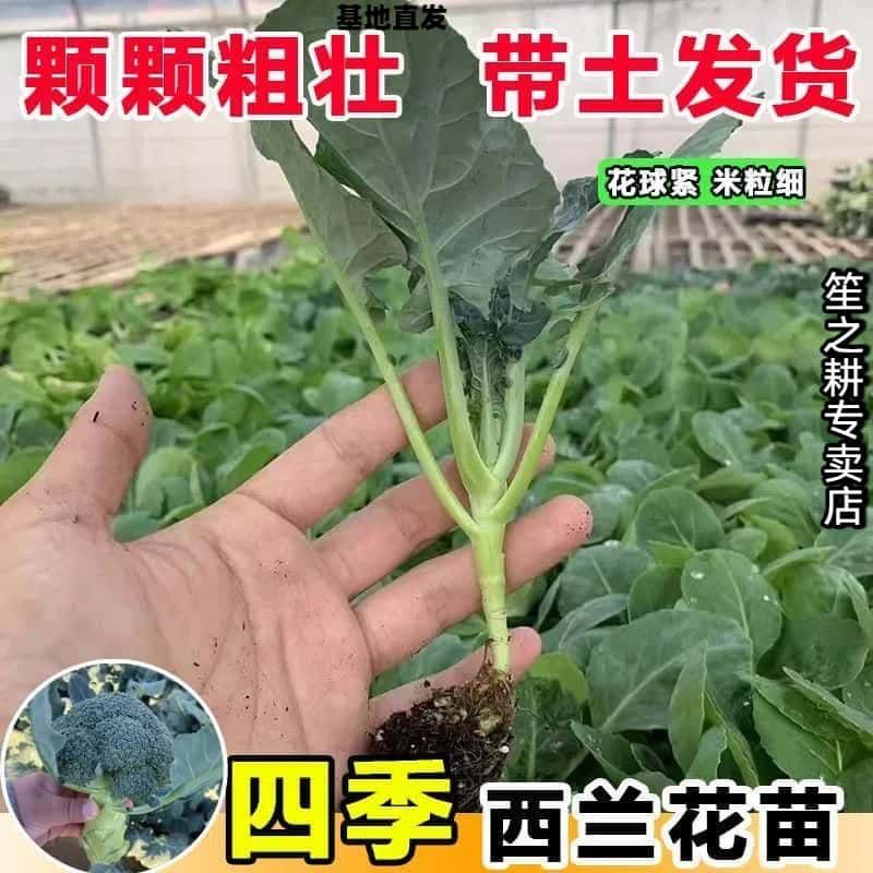 【四季西蓝花苗】西兰花穴盘苗，家庭种植，随吃随摘