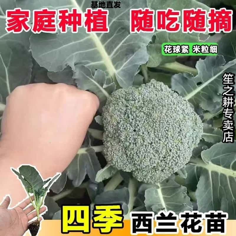 【四季西蓝花苗】西兰花穴盘苗，家庭种植，随吃随摘