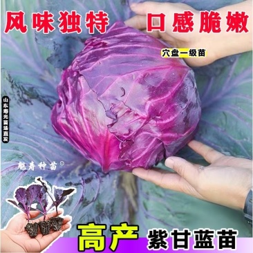 紫甘蓝苗，高产紫甘蓝苗，叶球紧实根系发达带土发货
