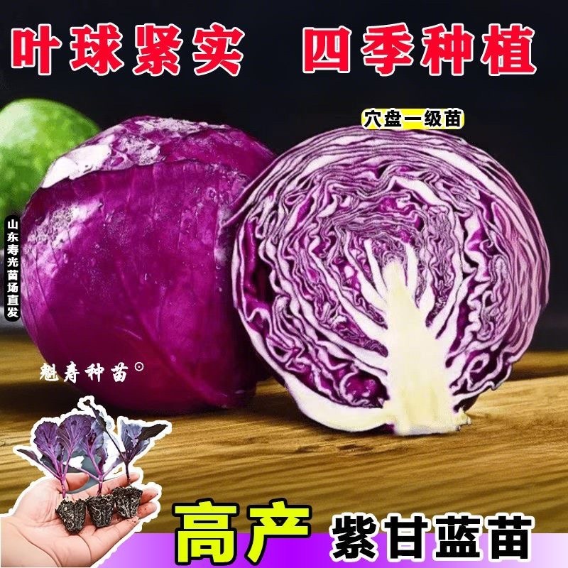 紫甘蓝苗，高产紫甘蓝苗，叶球紧实根系发达带土发货