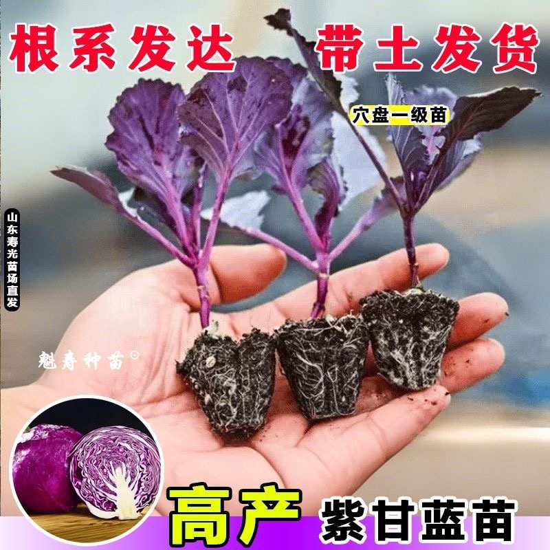 紫甘蓝苗，高产紫甘蓝苗，叶球紧实根系发达带土发货