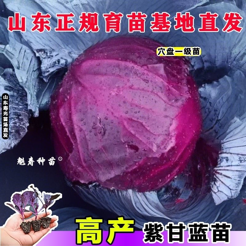紫甘蓝苗，高产紫甘蓝苗，叶球紧实根系发达带土发货